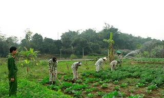 Chưa quy định phạm nhân lao động ngoài trại giam