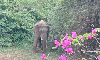 'Voi ngà lệch' hiếm gặp xuất hiện tại bìa rừng ở Đồng Nai