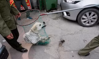 Một chú chó thả rông bị bắt trên địa bàn phường Hạ Đình (Thanh Xuân, Hà Nội). Ảnh: Trường Phong