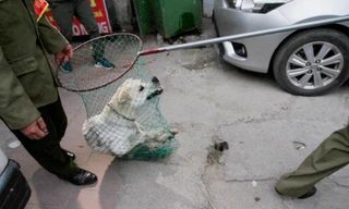 Một chú chó thả rông bị bắt trên địa bàn phường Hạ Đình (Thanh Xuân, Hà Nội). Ảnh: Trường Phong