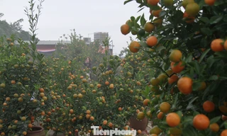 Lạc vào 'vương quốc' quất cảnh ở Hà Nội