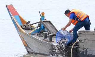 Thả 200.000 cá giống tái tạo nguồn lợi thủy sản