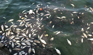 Hiện tượng cá chết hàng loạt tại hồ Tây vẫn tiếp diễn