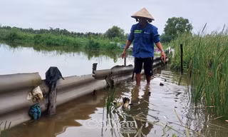 Hơn 19.000ha lúa – tôm ở Cà Mau bị ngập do mưa lớn