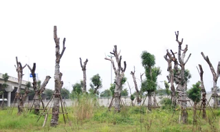 Ghi nhận của phóng viên, tại nút giao đường 5 - cầu Thanh Trì, hàng trăm cây xà cừ cổ thụ được trồng lại sau khi đánh chuyển