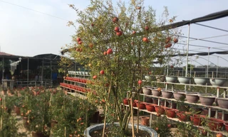 Cận cảnh cây lựu 30 triệu chơi Tết ở nhà vườn Hưng Yên