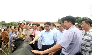 Các đại biểu tham quan đàn bò thịt chất lượng cao tại xã Minh Châu, Ba Vì