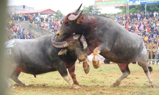 Nảy lửa những cú 'hổ lao' ở chọi trâu Hải Lựu