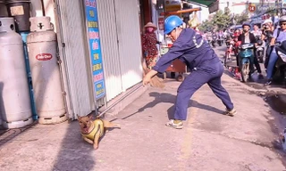 Bắt chó thả rông ở TP HCM