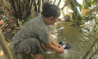 'Khát' nước sạch ở miền Tây sông nước