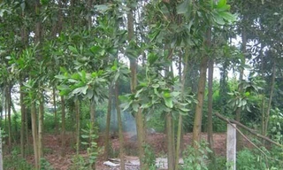 Mẹ chở con vào rừng cao su rồi tẩm xăng cùng thiêu