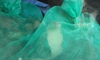 Mang rắn vào nhà nghỉ, bị rắn cắn chết