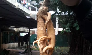 Cả nhà ăn nhầm rễ cây độc vì tưởng là sâm