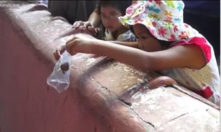 Phóng sinh chim, rùa, cá đầu năm mới