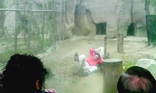 Nam thanh niên thoát chết khi bị hổ kéo lê 