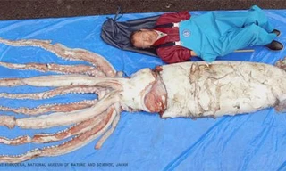 Chú mực ống khổng lồ 