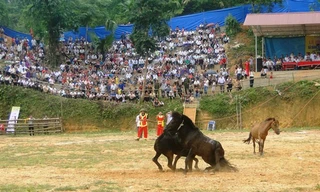 Trong mỗi trận đấu ngựa gái xinh đẹp được cho vào sân để khích lệ các đấu sỹ.