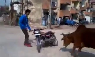 Đốt lốp giữa đường, bị bò đuổi té khói