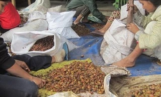 Một cơ sở thu gom hạt mây để bán cho Trung Quốc tại huyện Phước Sơn.