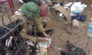 Vạch trần chiêu tăng trọng gà của dân buôn