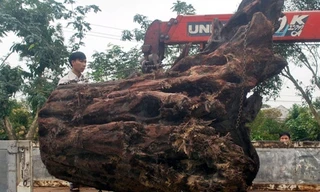 Xôn xao tin phát hiện 3 cây sưa hàng chục tỷ