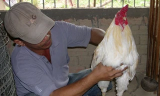 Nuôi gà đá, thu tiền tỷ ở miền Tây