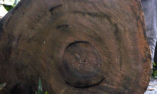 Đi câu cá, vớt được cây sưa trị giá 20 tỷ đồng