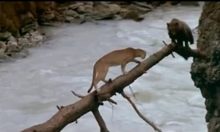 Thước phim cảm động về chú gấu con