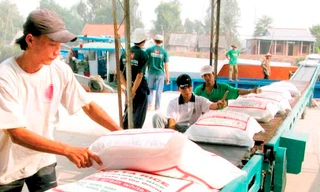 Việt Nam tham gia đấu thầu gạo cho Philippines