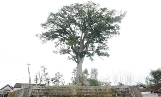 Cây sui 100 tuổi 'có một không hai' ở Nghệ An