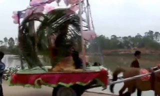 Độc đáo rước dâu bằng xe ngựa ở Hà Tĩnh