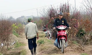 Để có tiền chi tiêu Tết, dân bất động sản đi làm xe ôm chở đào quất thuê.