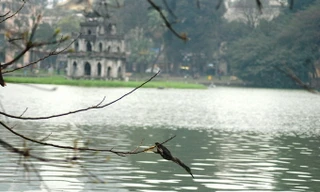 Cận cảnh cò 'lạ' xuất hiện ở Hồ Gươm bắt cá