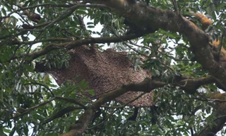 Một phụ nữ bị ong ở Công viên Quốc gia Ang Mo Kio Garden West đốt nghiêm trọng. Ảnh: Shin Min Daily News
