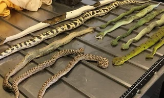 11 con rắn tịch thu từ gói hàng giả mạo.