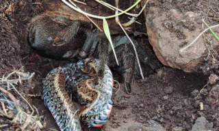 Nhện tarantula nghiền nát con rắn đất nhờ răng năng chắc khỏe. Ảnh: GFD