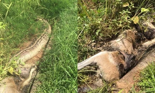 Kinh hãi cảnh trăn dài 6m chết nghẹn vì nuốt chửng chuột túi