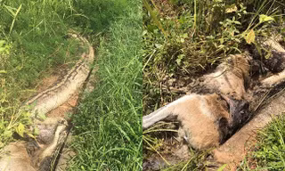 Kinh hãi cảnh trăn dài 6m chết nghẹn vì nuốt chửng chuột túi