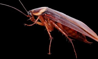 Kinh hoàng tìm thấy gián còn sống trong đầu người phụ nữ