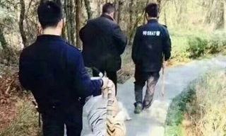 Huy động cảnh sát đặc biệt để bắt... thú nhồi bông