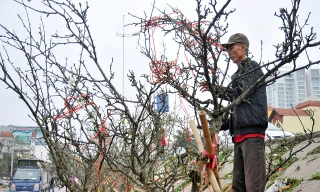 Cận Tết giá đào tăng vọt