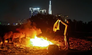 Người đàn ông chăn trâu bò giữa lòng TPHCM