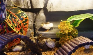 Giống gà mini nặng 50gram 'mắn đẻ' trở thành thú cưng của nhiều người trẻ ở TP.HCM