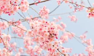 Chìm đắm trong sắc hoa anh đào từ Á qua Âu