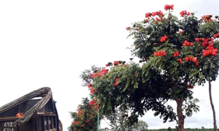 Thế giới cấm, Lâm Đồng trồng vô tư