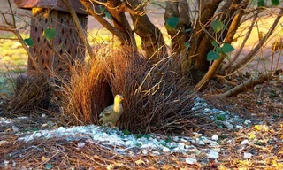  Chim bowerbird còn được biết đến với tên gọi khác là chim xanh, chim phòng the