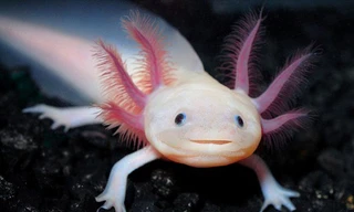 1001 thắc mắc: Loài kỳ nhông nào có thể tái phục hồi cả trái tim và bộ não?