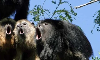 Khỉ rú chỉ nặng 7 kg nhưng nằm trong số những động vật kêu to nhất trên đất liền với tần số âm thanh tương tự hổ.