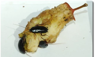 1001 thắc mắc: Vì sao gián chết lại nằm ngửa?