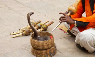 1001 thắc mắc: Vì sao rắn không có tai lại nghe được con người trò chuyện?